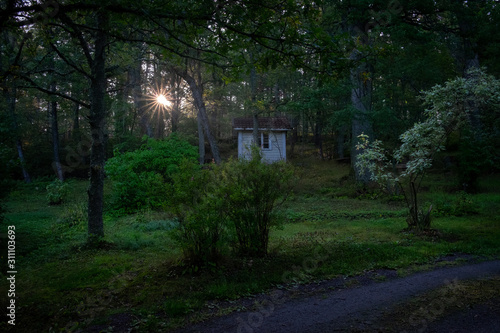 Sunbeams shine through trees in forest, Turku, Finland.