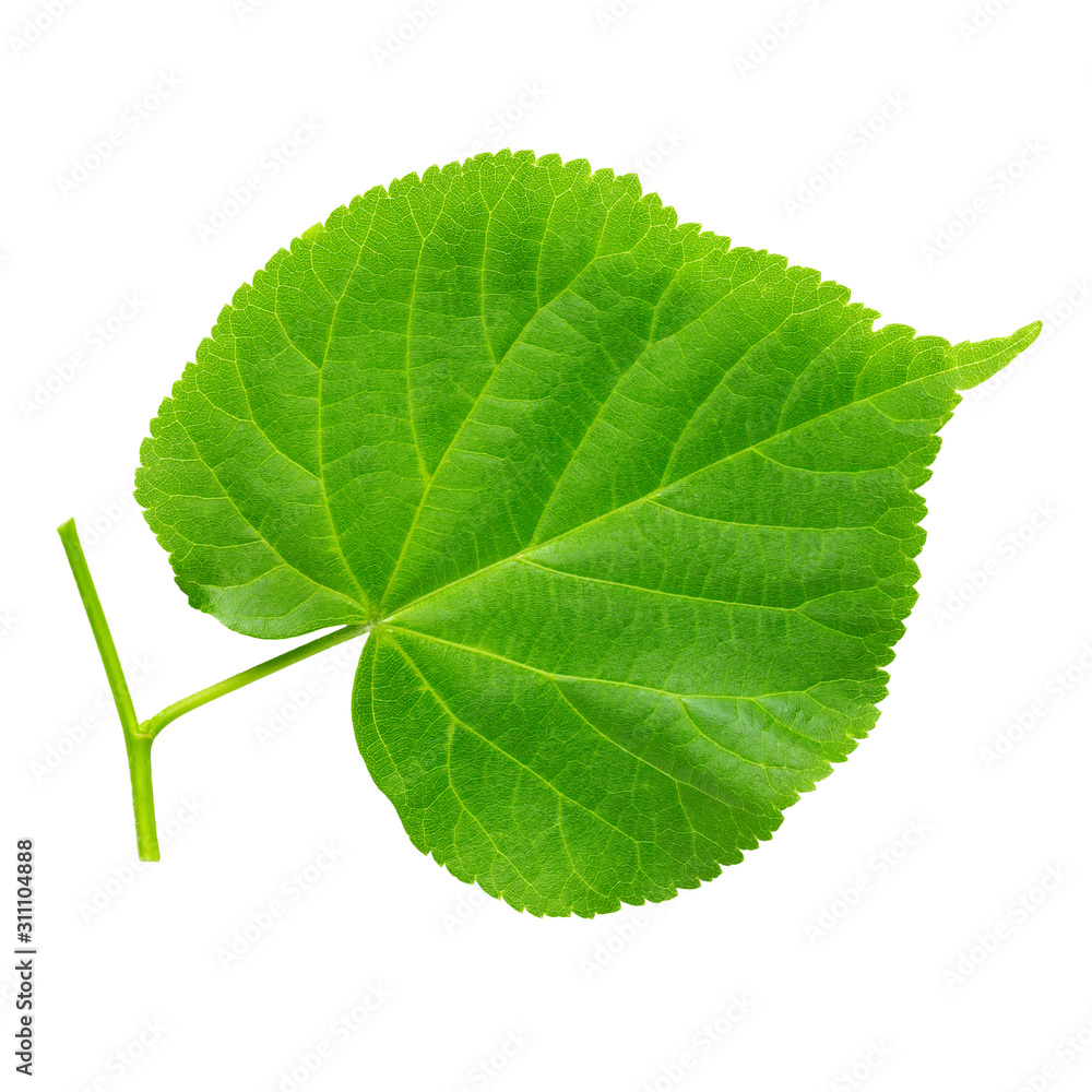 Fototapeta premium Linden leaf isolated on white.