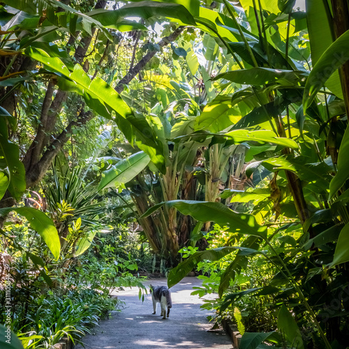 A cat strolls along a path between lush tropical plants at the Lake Chapala Society in Ajijic Mexico