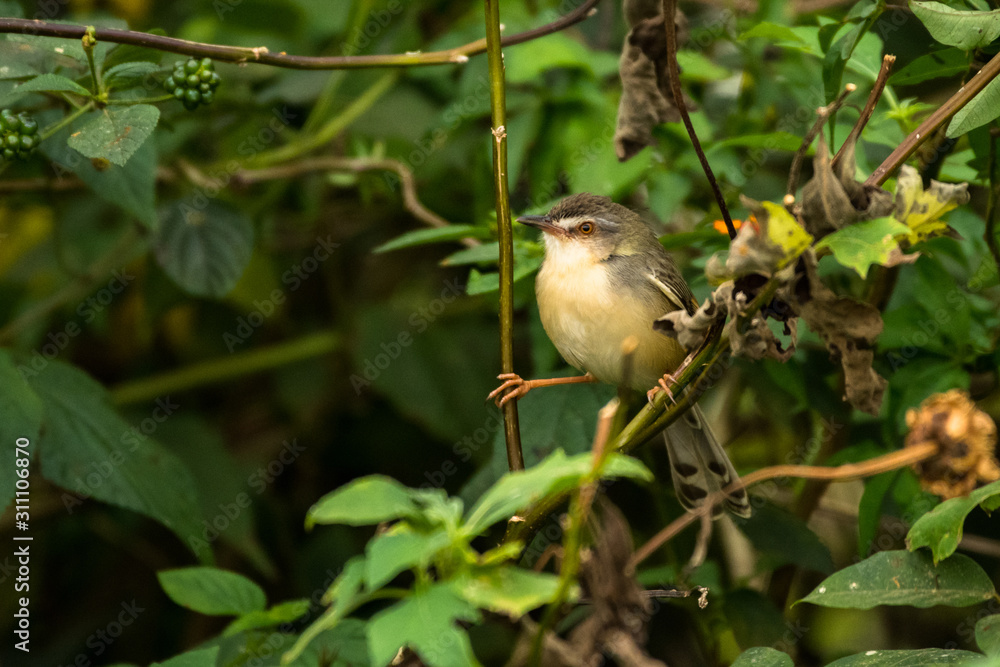 Plain Prinia / Prinia inornata Plain Prinia / Prinia inornata