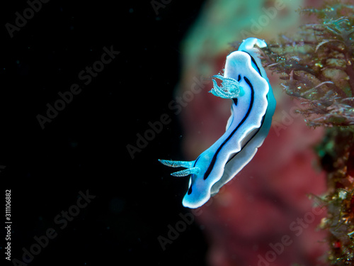 A blue and white nudibranch on a tropical reef in Indonesia