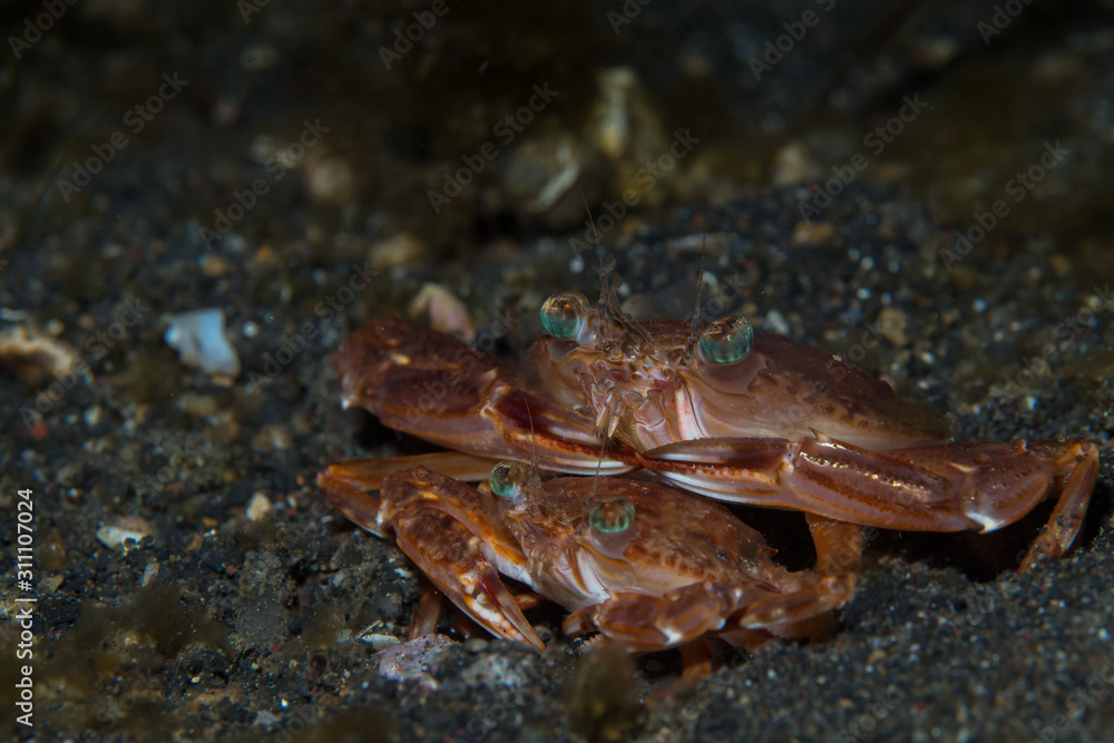 Two crabs mating underwater on a tropical reef