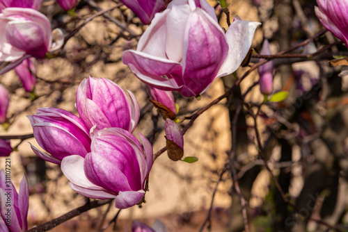 Large magnolia flowers in spring