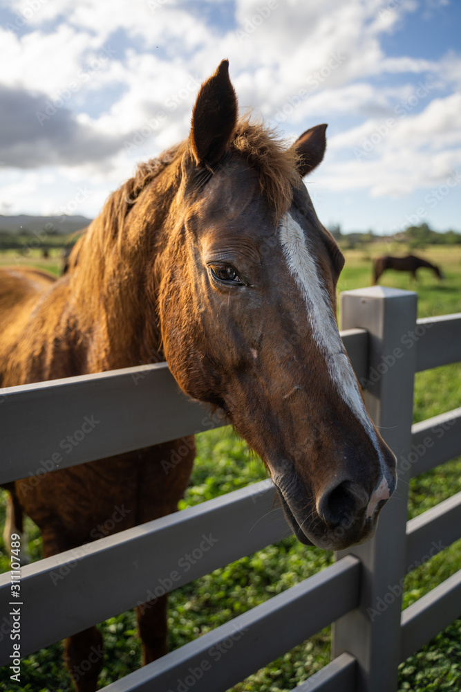 portrait of a horse