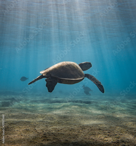 sea turtle