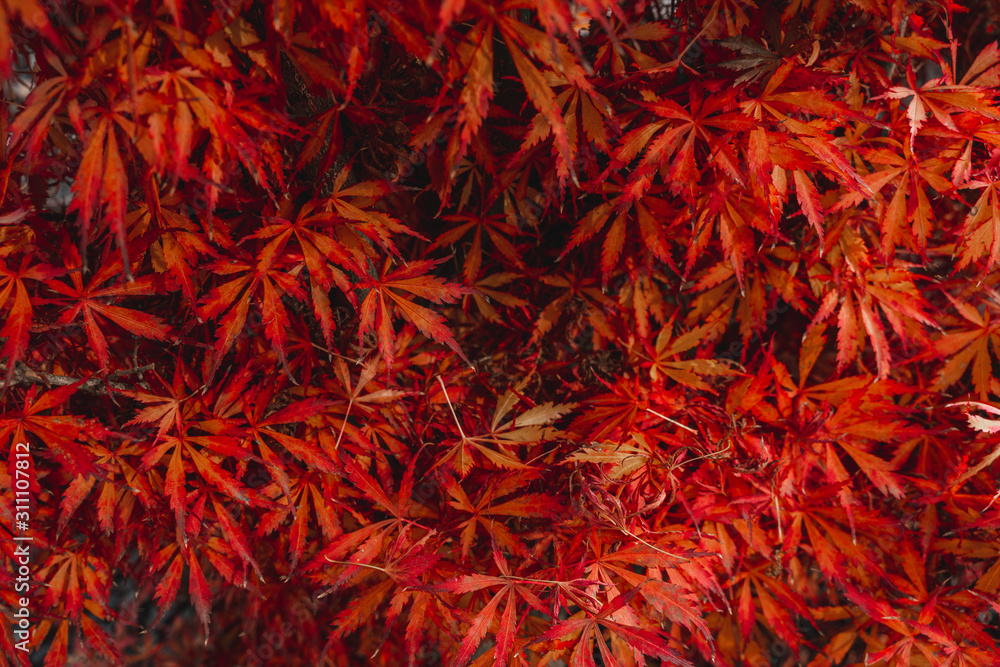 maple leaves lying on the ground maple leaves lying on the ground