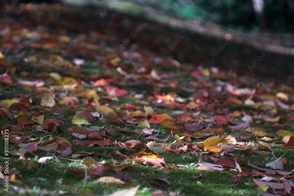Obraz premium Fallen leaves