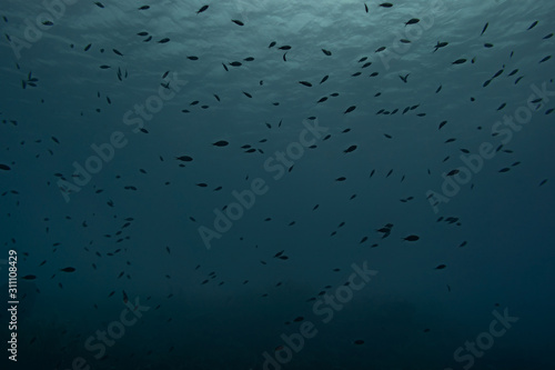 Tableau sur toile Tauchen Curacao