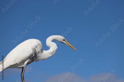 White egret set against a clear blue sky