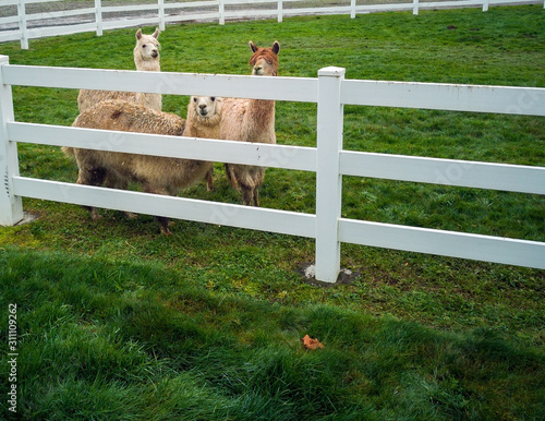 Three friendly happy majestic alpacas and a white picket fence and green grass in the fall in washington state