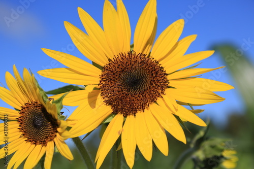 Sunflower in Florida