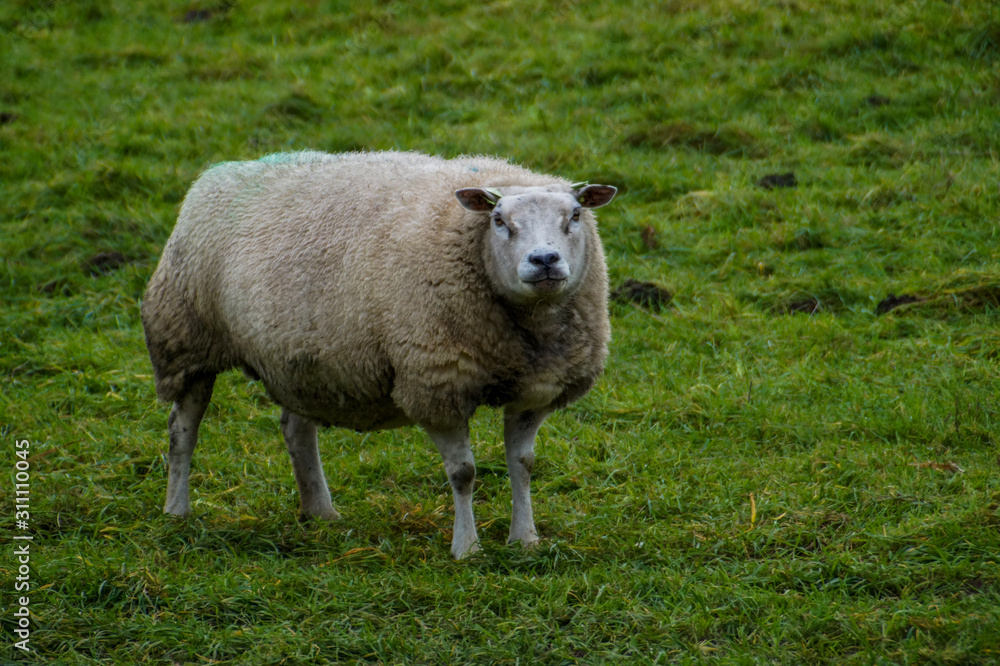 sheep in a green field in winter sheep in a green field in winter