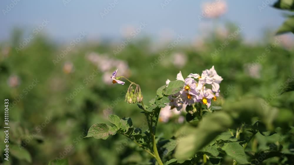 close-up, flowering potatoes. white, pale pink flowers bloom on potato bushes on a farm field. potato growing. breeding potato varieties. summer hot sunny day. close-up, flowering potatoes. white, pale pink flowers bloom on potato bushes on a farm field. potato growing. breeding potato varieties. summer hot sunny day.