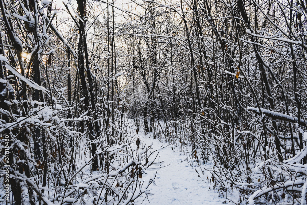 forest in winter forest in winter