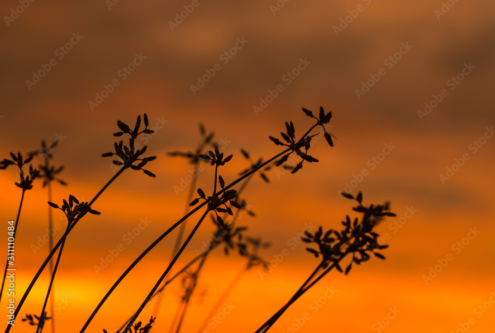 Fototapeta premium grass flower in the sunset beach view with blur background 