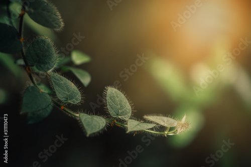 Closeup of nature green leave in blurred and soft background