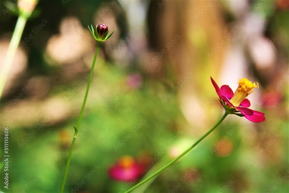 FLORES FLORES
