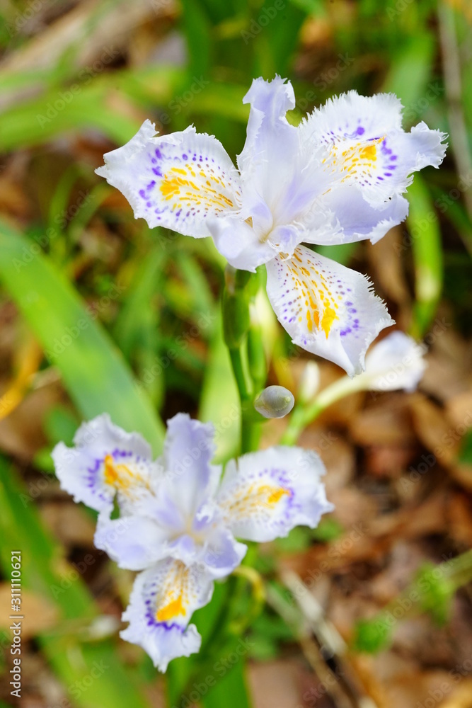 シャガ 花 花びら クローズアップ 屋外 ビビットカラー Stock Photo Adobe Stock
