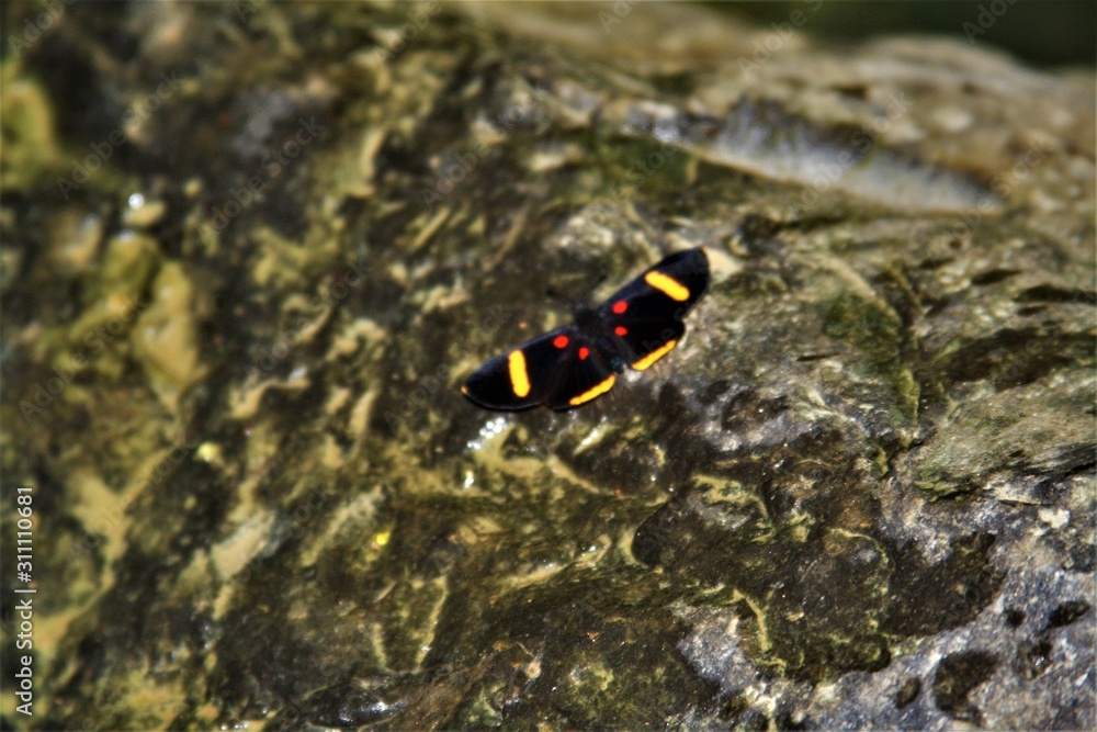 Mariposa Mariposa