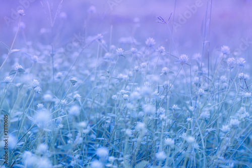 Blurred grass flower in the meadow with soft focus background