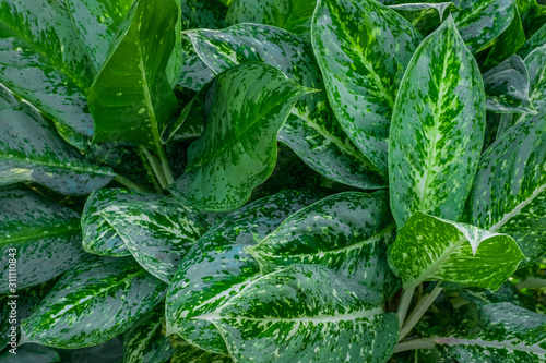 Closeup tropical leaf pattern background, nature concept