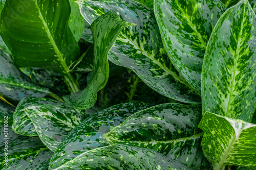 Closeup tropical leaf pattern background, nature concept