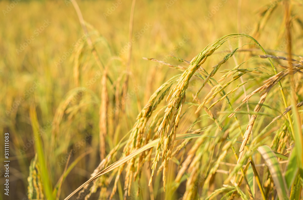 Fototapeta premium Rice plant in rice field, Thailand