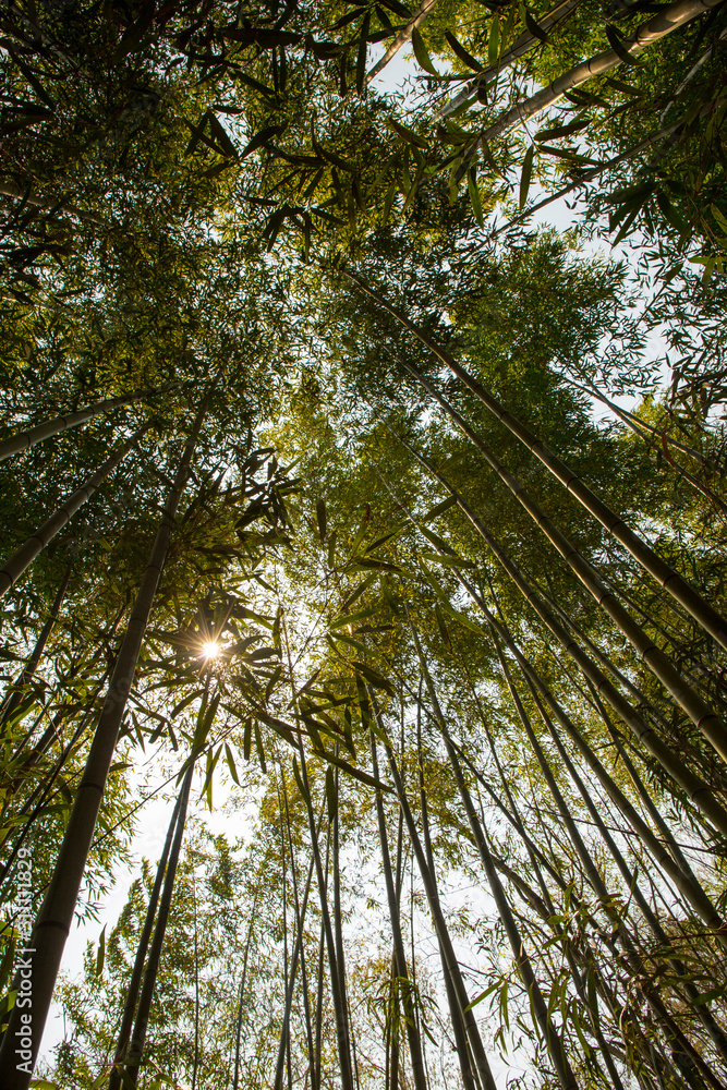 Fototapeta premium Bamboo tree
