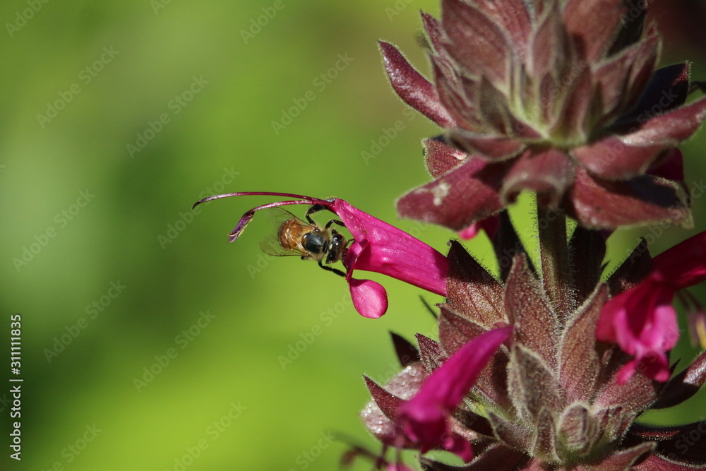 Joyful Bees Drinking Nectar Joyful Bees Drinking Nectar