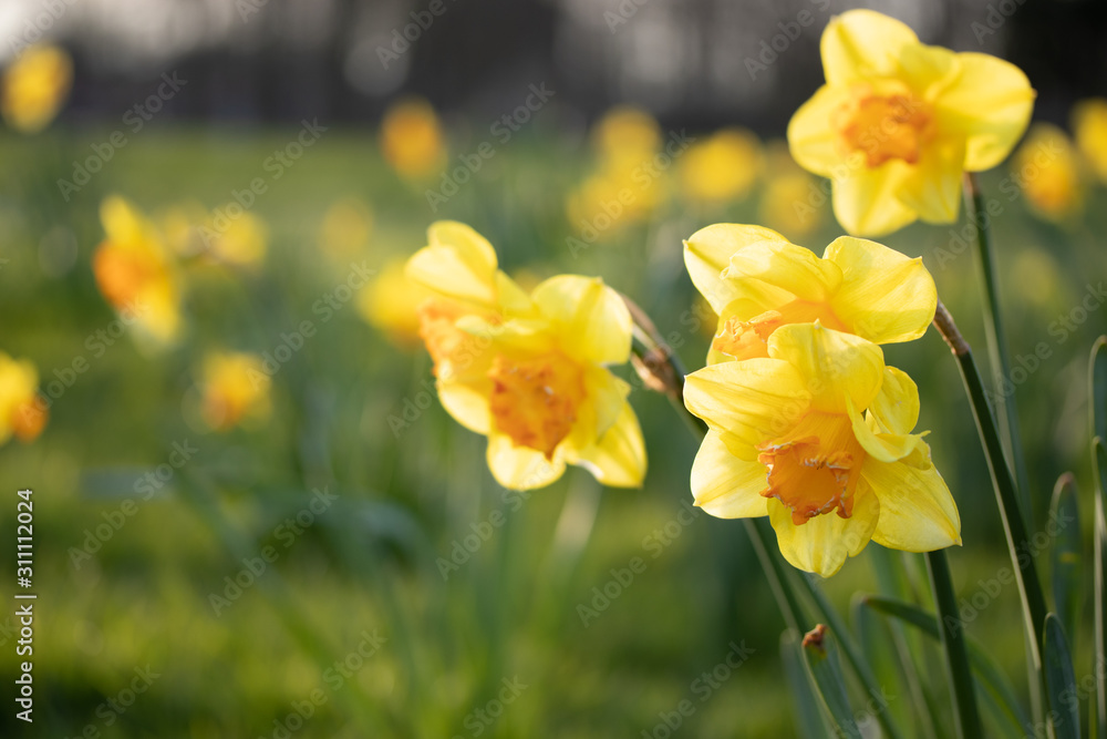 Close up yellow and white daffodils flowers spring field Close up yellow and white daffodils flowers spring field