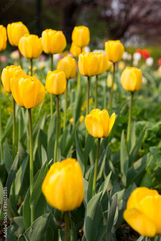Yellow tulips Yellow tulips