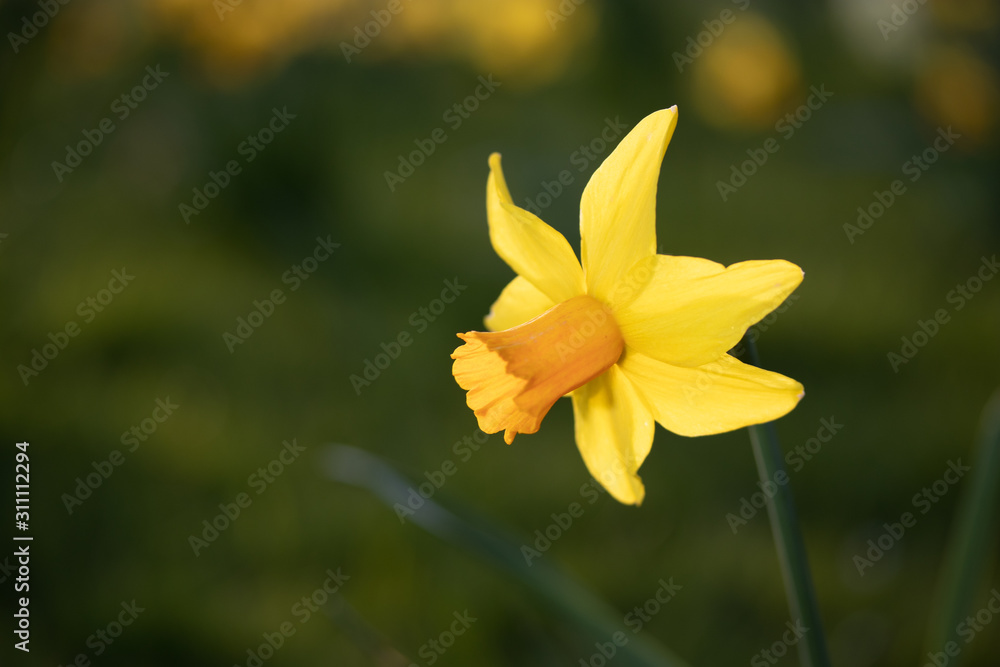 Close up yellow and white daffodils flowers spring field Close up yellow and white daffodils flowers spring field