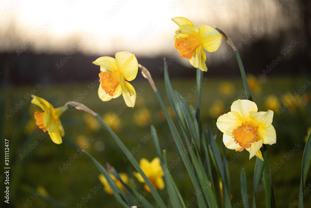 Fototapeta premium Close up yellow and white daffodils flowers spring field
