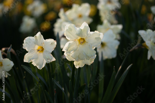 Close up yellow and white daffodils flowers spring field © Sebastian
