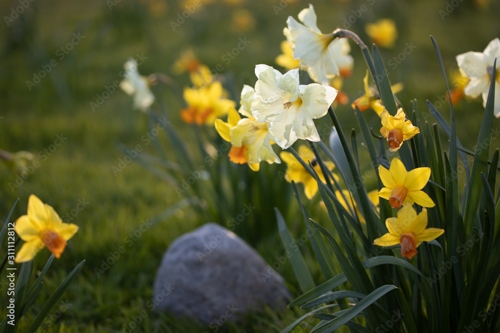 Obraz premium Close up yellow and white daffodils flowers spring field