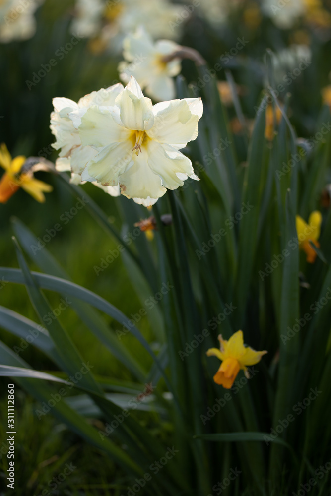 Close up yellow and white daffodils flowers spring field Close up yellow and white daffodils flowers spring field