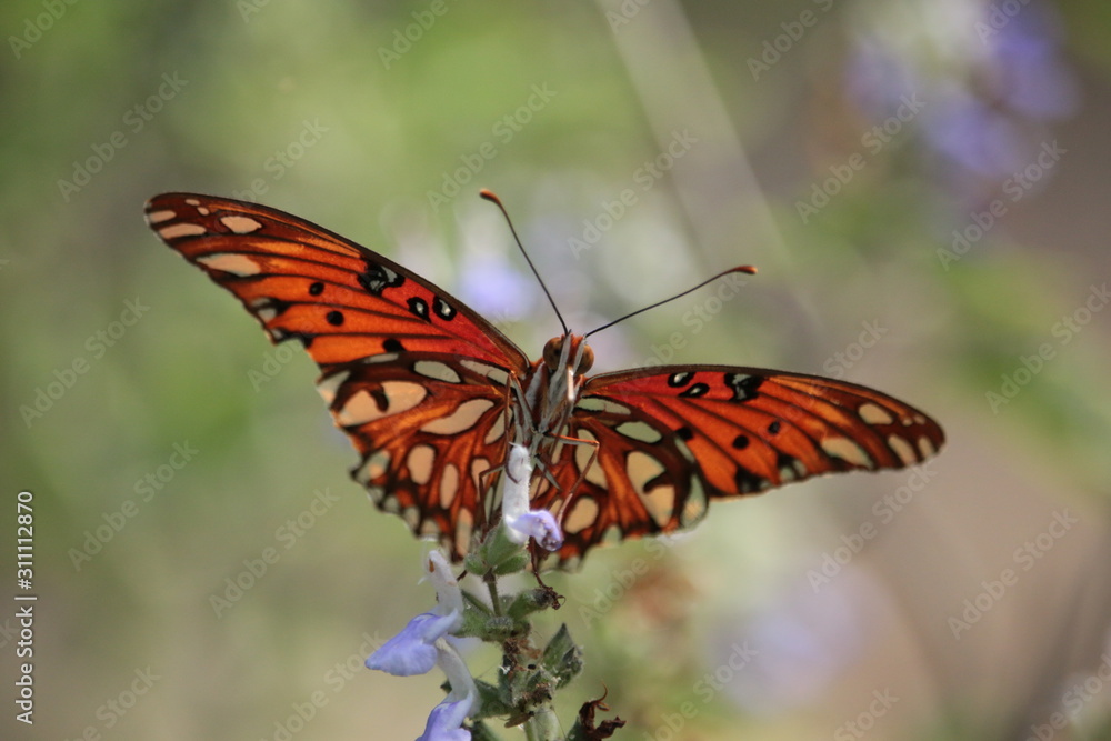 Joyful Fritillary Butterfly Joyful Fritillary Butterfly