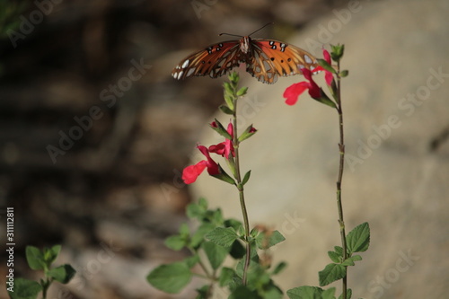 Joyful Fritillary Butterfly