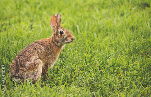 A wild cottontail bunny in a field of green grass © Ryan Garrett