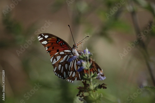 Joyful Fritillary Butterfly