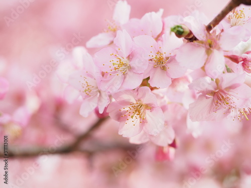 満開の河津桜の咲く日本の春の風景 © satou y1
