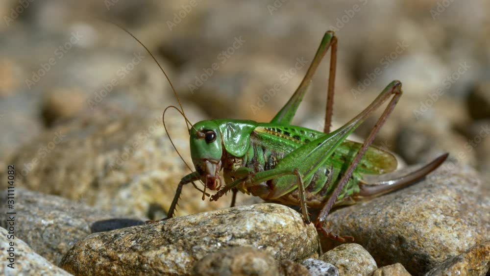 Wart-biter (Decticus verrucivorus) cricket on rocks Wart-biter (Decticus verrucivorus) cricket on rocks