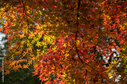Autumn colorful bright maple leaves swinging
