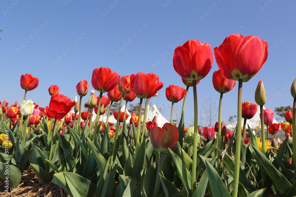 Fototapeta premium Bright Red tulip fields