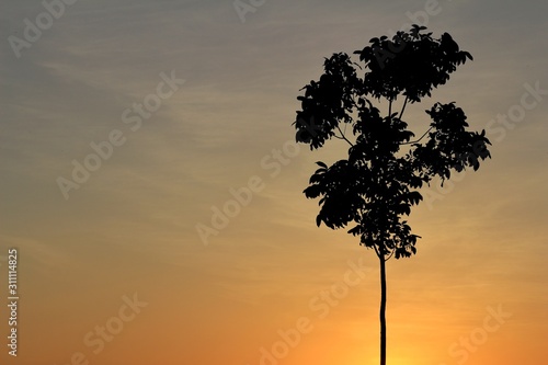 tree in sunset