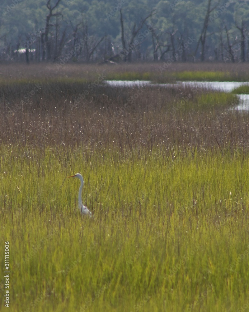 Fototapeta premium Great Egret in the distance
