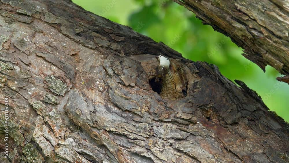 Eurasian wryneck (Jynx torquilla) feeding chicks in nest Eurasian wryneck (Jynx torquilla) feeding chicks in nest
