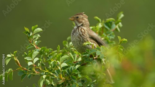 Corn bunting (Emberiza calandra) in wind photo