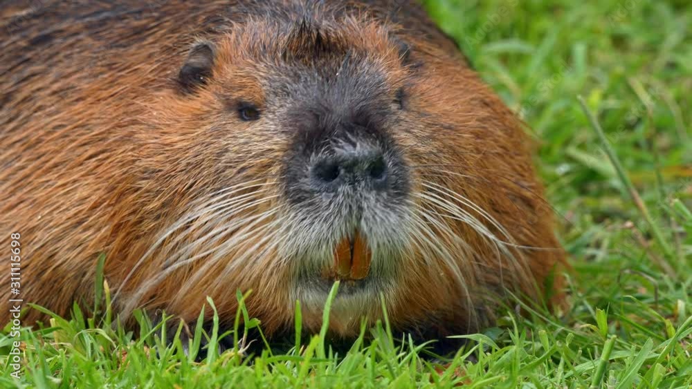Nutria coypu (Myocastor coypus) sniffing Nutria coypu (Myocastor coypus) sniffing