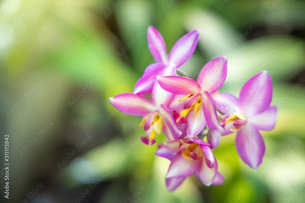 The background image of the colorful flowers The background image of the colorful flowers